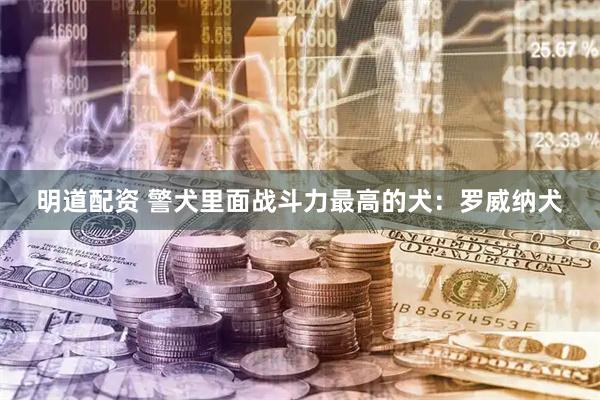 明道配资 警犬里面战斗力最高的犬：罗威纳犬